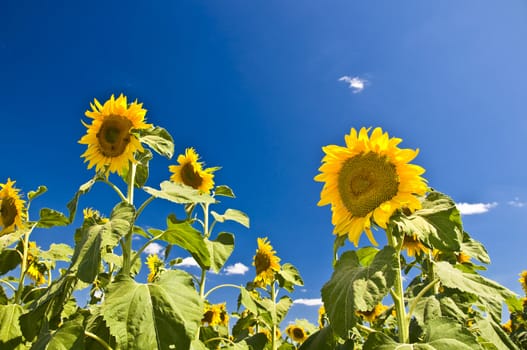 Sunflowers against the blue sky. Summer landscape. Clear sky