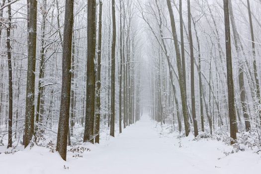 snowy road, Czech Republic