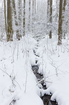 winter forest, Czech Republic