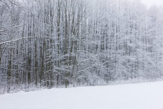 winter forest, Czech Republic