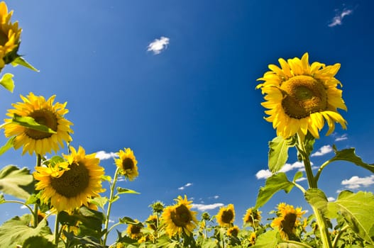 Sunflowers against the blue sky. Summer landscape. Clear sky
