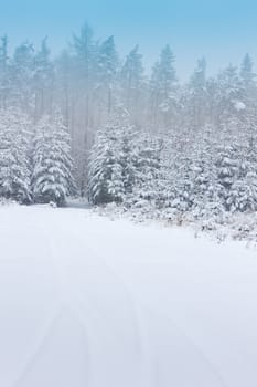 winter forest, Czech Republic