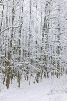 winter forest, Czech Republic