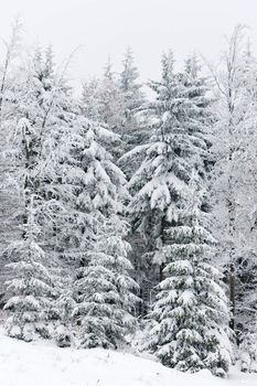 winter forest, Czech Republic