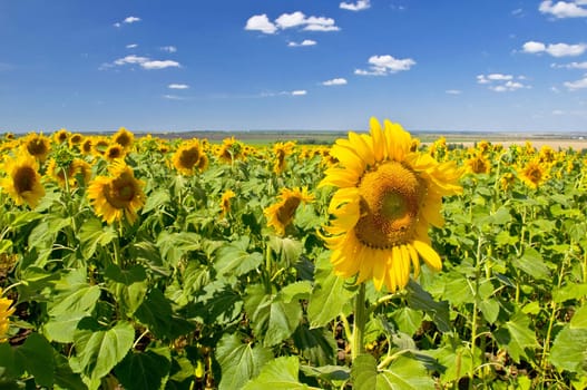 Sunflowers against the blue sky. Summer landscape. Clear sky