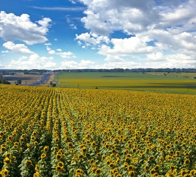 Field of sunflowers. Summer landscape against the blue cloudy sky.