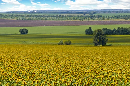 Alone tree and field of sunflowers. Summer landscape against the blue clear sky.