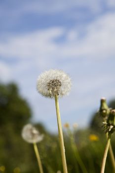 Close up of a dandelion