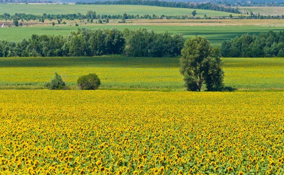 Alone tree and field of sunflowers. Summer landscape against the blue clear sky.