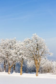Orlicke Mountains in winter, Czech Republic