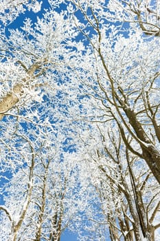winter trees