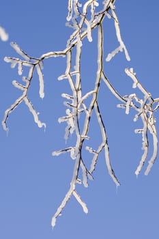A branch of a tree covered with snow and ice.