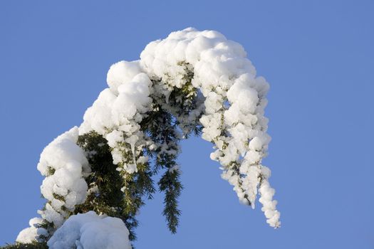 Head of a pine covered with snow and ice.