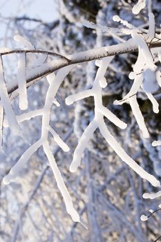 A branch of a tree covered with snow and ice.