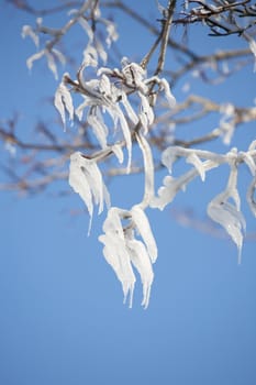 A branch of a tree covered with snow and ice. Melting ice forming finger like forms.
