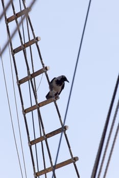 Crow Standing On Rope Ladder of An old sailing ship "Estrella".