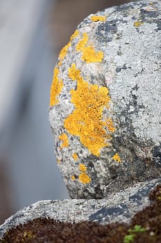 Closeup photo of a part of a round stone partly covered with yellow moss.