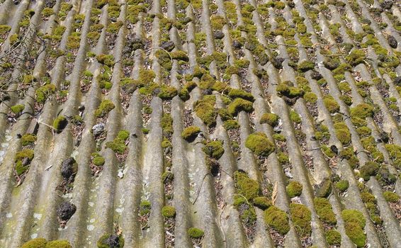 Old, weathered asbestos roof - recaptured by nature 