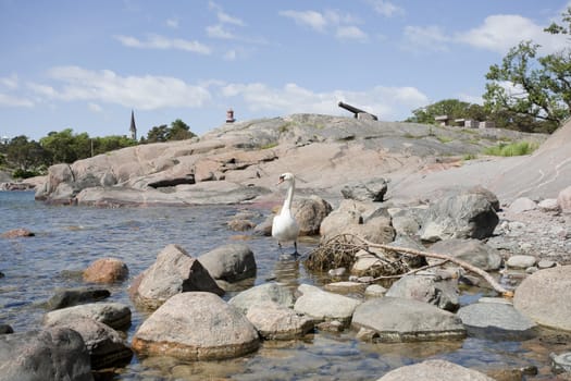Swan family at the seashore of Hanko, Finland