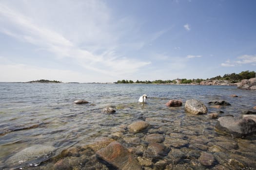 Swan family at the seashore of Hanko, Finland