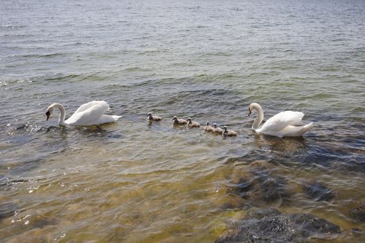Swan family at the seashore of Hanko, Finland