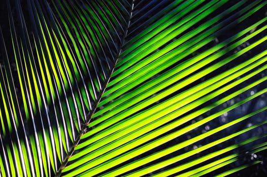 Bright green palm fronds from a short distance