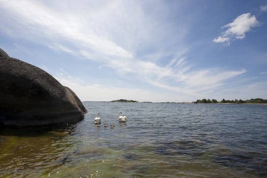 Swan family at the seashore of Hanko, Finland