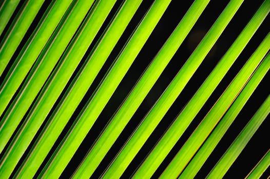 Graphic bright green palm fronds from a short distance