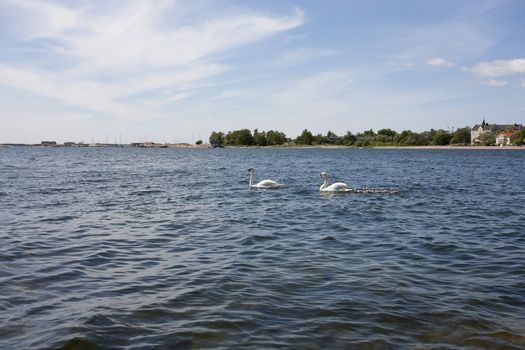 Swan family at the seashore of Hanko, Finland
