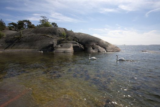 Swan family at the seashore of Hanko, Finland