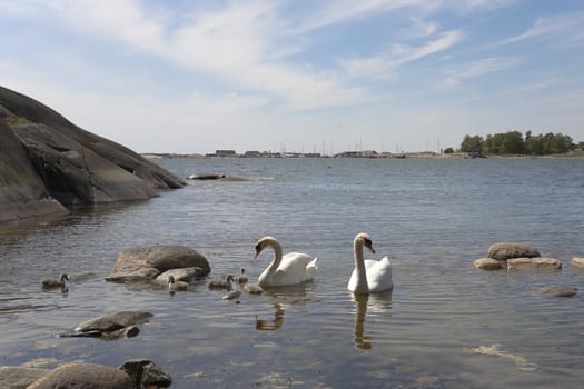 Swan family at the seashore of Hanko, Finland