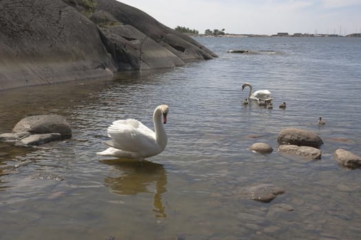 Swan family at the seashore of Hanko, Finland