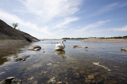 Swan family at the seashore of Hanko, Finland