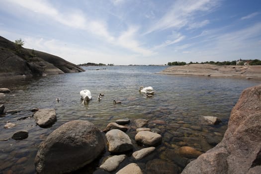 Swan family at the seashore of Hanko, Finland