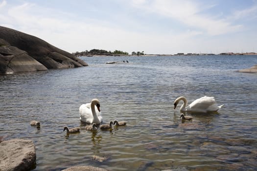 Swan family at the seashore of Hanko, Finland