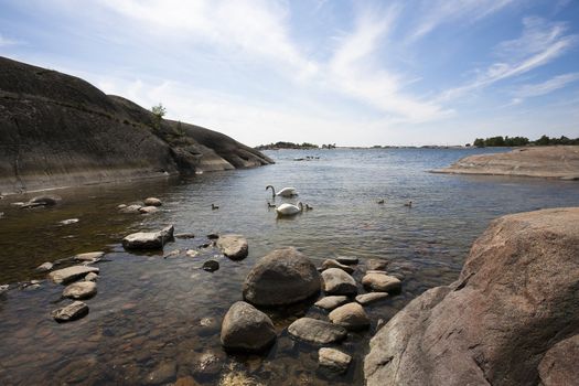 Swan family at the seashore of Hanko, Finland