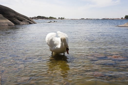 Swan family at the seashore of Hanko, Finland
