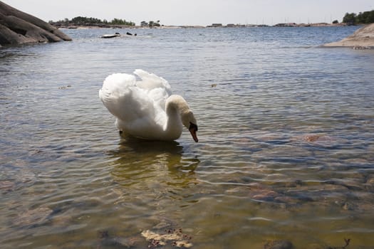 Swan family at the seashore of Hanko, Finland