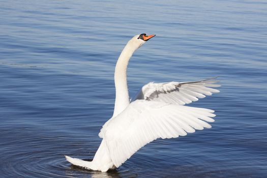 Closeup photo of an aggressive swan standing in the water and and waving its wings.