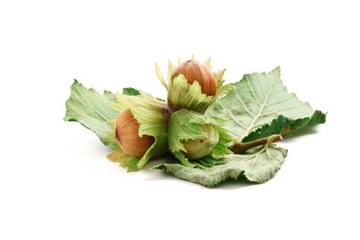 three filberts with leaves over white background