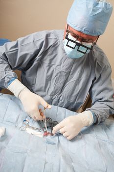 Veterniarian performing sterilization operation on small dog