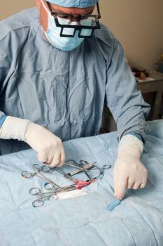 Veterniarian performing spay operation on small dog