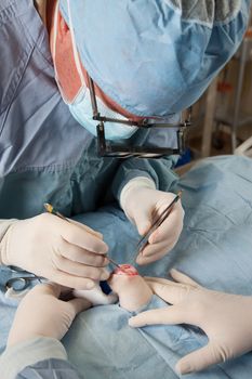 Knee operation being performed on small dog