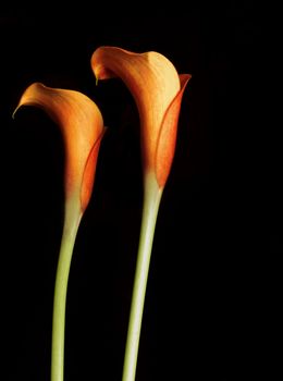 Orange Calla Lillies on black.   Callas are also known as the trumpet flower after the archangel Gabriel
added contast/saturation