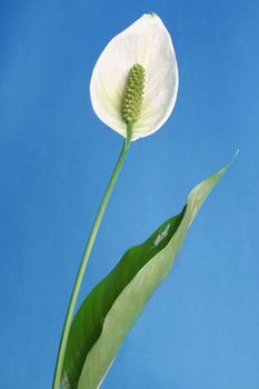Peace lilies are sturdy plants with glossy, dark green oval leaves that narrow to a point. The leaves rise directly from the soil.  These plants also periodically produce lightly fragrant white flowers that resemble calla lilies. The long-lasting flowers start out pale green and slowly turn creamy white as they open. 