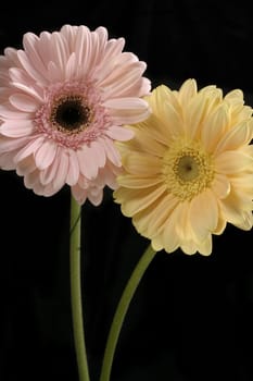 Pastel Pink and butter lemon gerberas stand against a black background