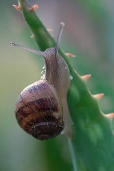 A snail climbing a spikey aloe plant.  The snail is able to move on very sharp pointed needles,razors and vines without being injured because its mucus secretion helps to protect its body. The foot, which is mostly muscle tissue, is the main source of propulsion for the snail. The pedal gland at front end of the foot secretes a thin mucus for the snail to move along.  You can see some of this mucus bubbling out in this picture. Focus on back of snail only.
