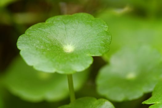 Details of leafs