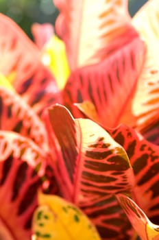 The close up of leafs under sunshine