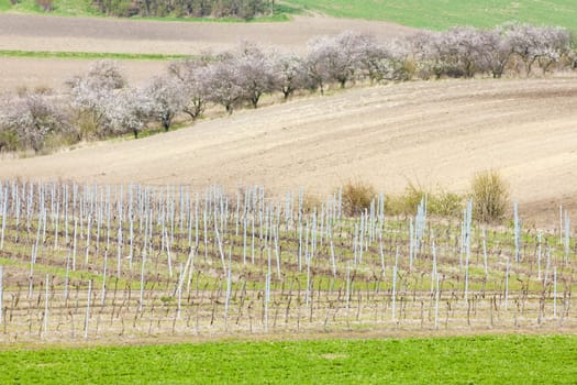 vineyard called Kravi hora near Kobyli, Czech Republic